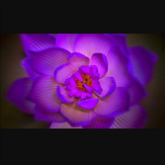 Meet your Posher, Wendy - Picture 1 of 1